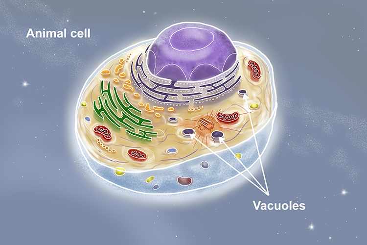 vacuole-in-animal-cell-and-plant-cell